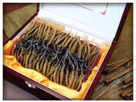 武江冬虫夏草回收